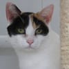 PHEBE