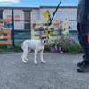 BUDDY HAA24854