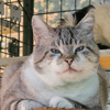 MERLIN