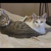 BART et MIKADO