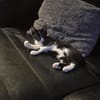 Droppie