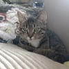 Lilly