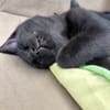 Grumpie