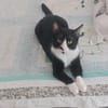 Milo Freundlicher Kater sucht Familie zum Kuscheln