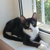 Milo Freundlicher Kater sucht Familie zum Kuscheln