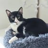 Milo Freundlicher Kater sucht Familie zum Kuscheln