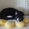 Milo Freundlicher Kater sucht Familie zum Kuscheln