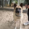 Szamira-Loyale Akita-Dame sucht Menschen mit Erfahrung und H