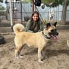 Szamira-Loyale Akita-Dame sucht Menschen mit Erfahrung und H