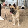 Szamira-Loyale Akita-Dame sucht Menschen mit Erfahrung und H