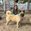 Szamira-Loyale Akita-Dame sucht Menschen mit Erfahrung und H