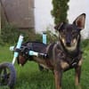 aktive Rollihündin KARA sucht ihre Menschen