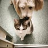 Soziale, liebe Katze Ria
