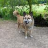 Henry sucht ein neues Zuhause