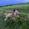 Henry sucht ein neues Zuhause