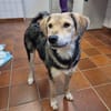 MyBoy, toller Jungrüde sucht Zuhause