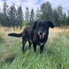 Ruhige freundliche lebensfrohe Hundedame