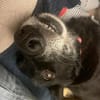 Ruhige freundliche lebensfrohe Hundedame