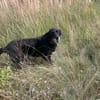 Ruhige freundliche lebensfrohe Hundedame