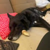 Ruhige freundliche lebensfrohe Hundedame