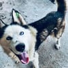 🆘DRINGEND PFLEGESTELLE für AURORA ab 31.10‼🆘