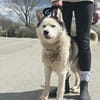 🆘DRINGEND PFLEGESTELLE für AURORA ab 31.10‼🆘