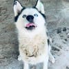 🆘DRINGEND PFLEGESTELLE für AURORA ab 31.10‼🆘