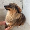 ❤🐾 CARUSO. Freundlich u. Zurückhaltend