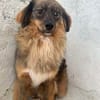 ❤🐾 CARUSO. Freundlich u. Zurückhaltend