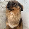 ❤🐾 CARUSO. Freundlich u. Zurückhaltend