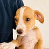 Pina4, niedliche Welpin, sucht ihre Familie/Pflegestelle