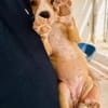 Pina4, niedliche Welpin, sucht ihre Familie/Pflegestelle