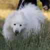 Über Balou  altes Spiel  neues Glück