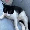 LUNA - selbstbewusste, verschmuste Katze