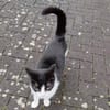 LUNA - selbstbewusste, verschmuste Katze