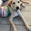 Tilly- Vermittlungshilfe