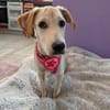 Tilly- Vermittlungshilfe