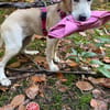 Tilly- Vermittlungshilfe