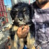 Welpenmädchen Millie auf Pflegestelle
