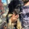 Welpenmädchen Millie auf Pflegestelle