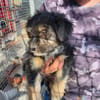 Welpenmädchen Millie auf Pflegestelle