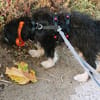 Welpenmädchen Millie auf Pflegestelle