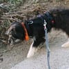 Welpenmädchen Millie auf Pflegestelle
