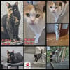 Die Freundinnen Perla FIV+ und Karla suchen ein neues Zuhaus