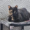 Die Freundinnen Perla FIV+ und Karla suchen ein neues Zuhaus