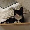Pirat Loo sucht passendes Plätzchen
