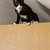 Pirat Loo sucht passendes Plätzchen