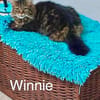 Ruhige und sanfte Katzen Zara und Winnie