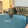 Ruhige und sanfte Katzen Zara und Winnie