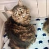 Ruhige und sanfte Katzen Zara und Winnie